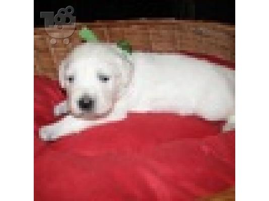 PoulaTo: Golden Retriever κουτάβι